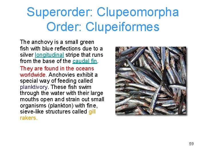 Superorder: Clupeomorpha Order: Clupeiformes The anchovy is a small green fish with blue reflections