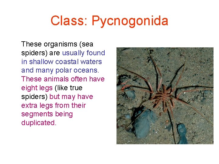 Class: Pycnogonida These organisms (sea spiders) are usually found in shallow coastal waters and