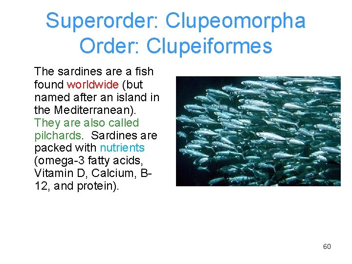 Superorder: Clupeomorpha Order: Clupeiformes The sardines are a fish found worldwide (but named after