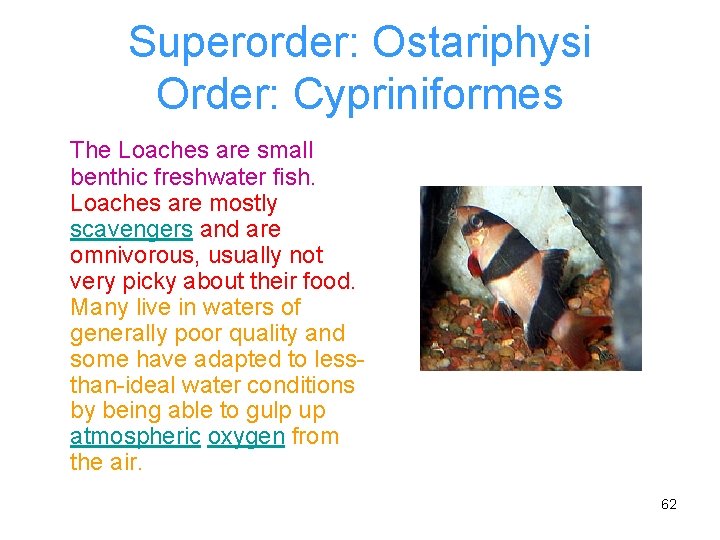 Superorder: Ostariphysi Order: Cypriniformes The Loaches are small benthic freshwater fish. Loaches are mostly