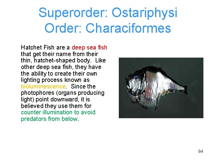 Superorder: Ostariphysi Order: Characiformes Hatchet Fish are a deep sea fish that get their