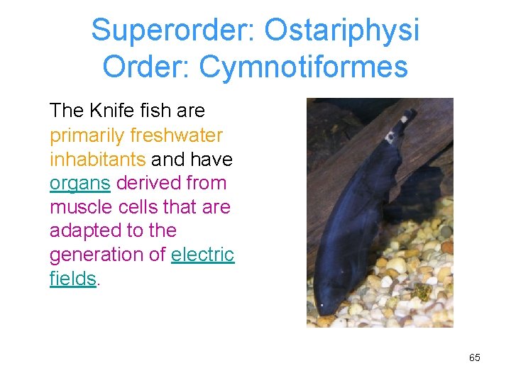 Superorder: Ostariphysi Order: Cymnotiformes The Knife fish are primarily freshwater inhabitants and have organs