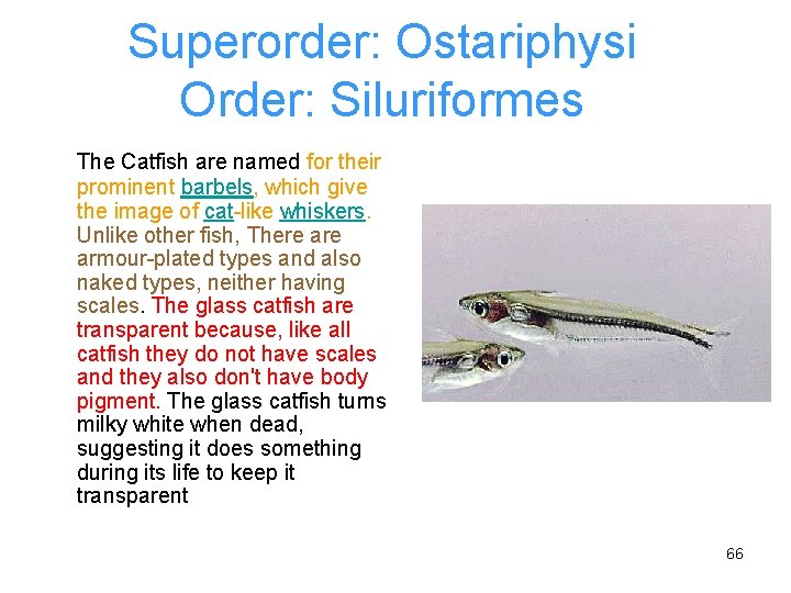 Superorder: Ostariphysi Order: Siluriformes The Catfish are named for their prominent barbels, which give