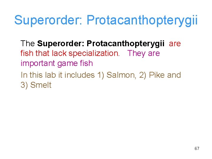 Superorder: Protacanthopterygii The Superorder: Protacanthopterygii are fish that lack specialization. They are important game