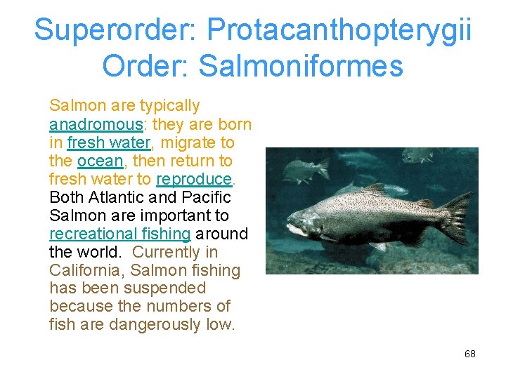 Superorder: Protacanthopterygii Order: Salmoniformes Salmon are typically anadromous: they are born in fresh water,