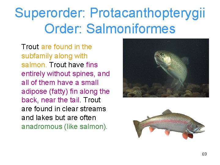 Superorder: Protacanthopterygii Order: Salmoniformes Trout are found in the subfamily along with salmon. Trout