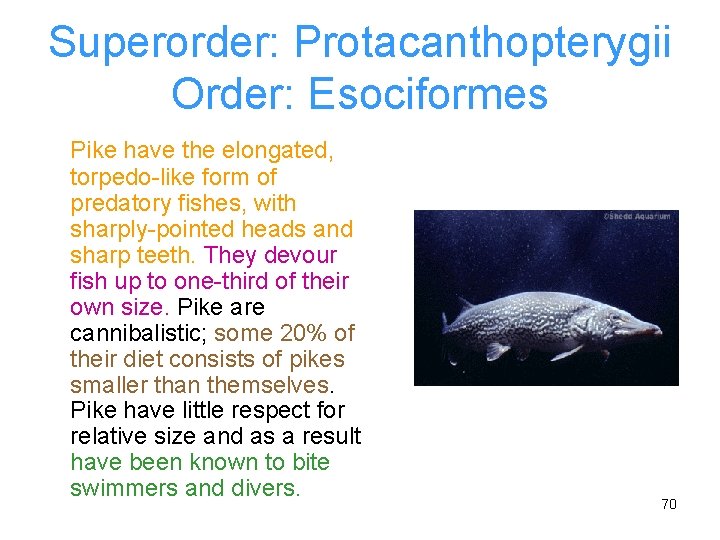 Superorder: Protacanthopterygii Order: Esociformes Pike have the elongated, torpedo-like form of predatory fishes, with
