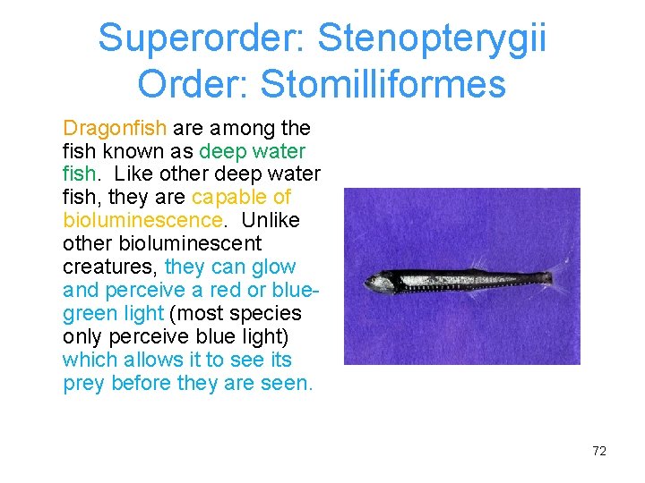 Superorder: Stenopterygii Order: Stomilliformes Dragonfish are among the fish known as deep water fish.