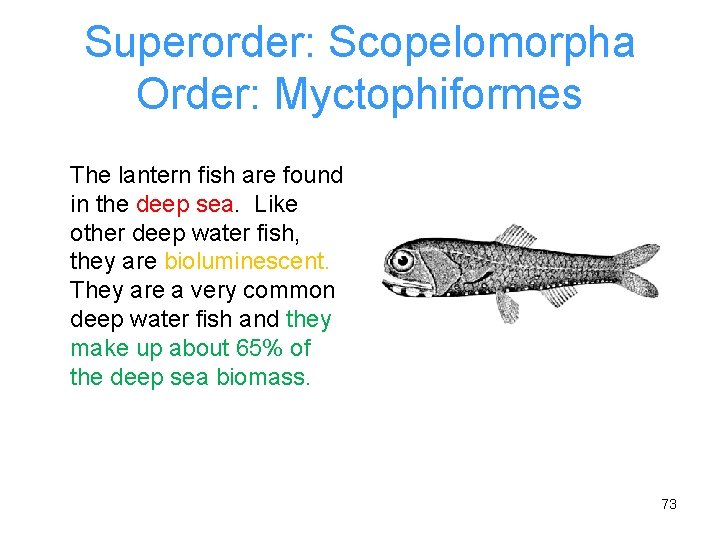Superorder: Scopelomorpha Order: Myctophiformes The lantern fish are found in the deep sea. Like