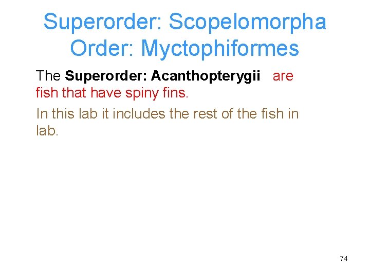 Superorder: Scopelomorpha Order: Myctophiformes The Superorder: Acanthopterygii are fish that have spiny fins. In