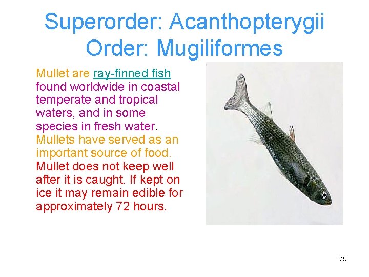 Superorder: Acanthopterygii Order: Mugiliformes Mullet are ray-finned fish found worldwide in coastal temperate and