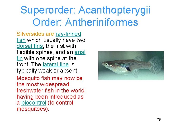 Superorder: Acanthopterygii Order: Antheriniformes Silversides are ray-finned fish which usually have two dorsal fins,