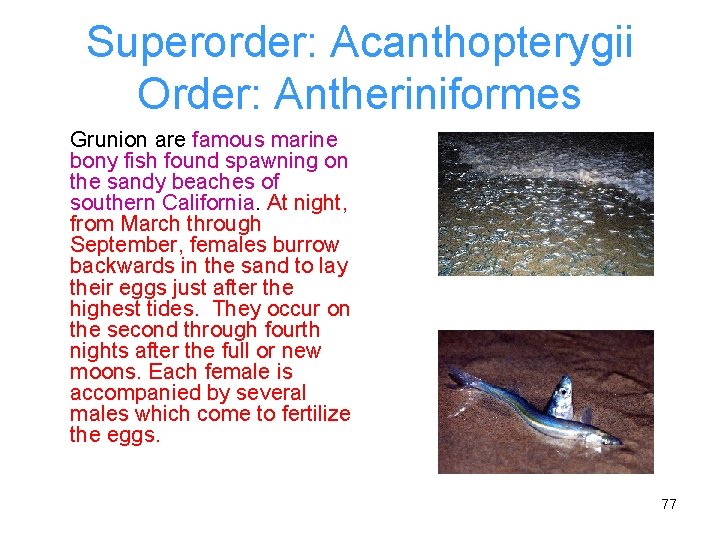 Superorder: Acanthopterygii Order: Antheriniformes Grunion are famous marine bony fish found spawning on the