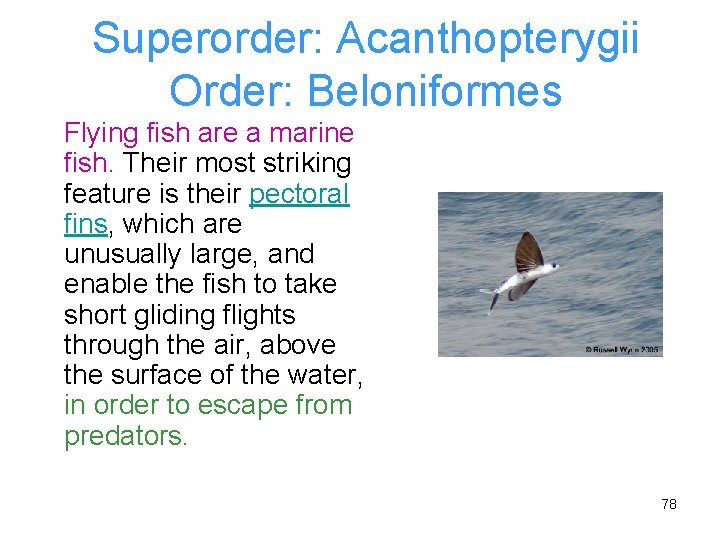 Superorder: Acanthopterygii Order: Beloniformes Flying fish are a marine fish. Their most striking feature