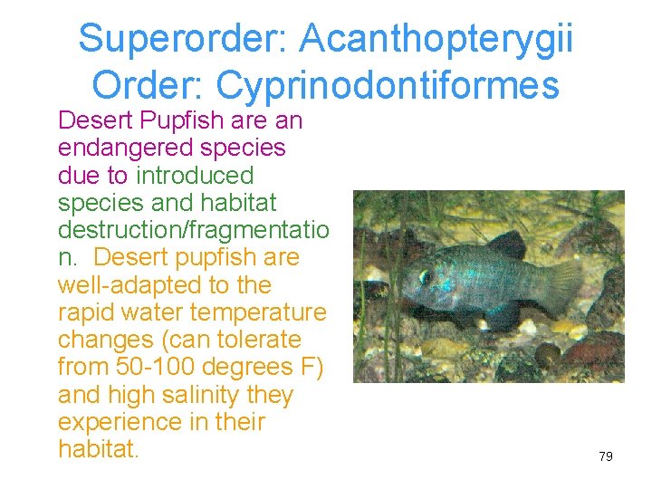 Superorder: Acanthopterygii Order: Cyprinodontiformes Desert Pupfish are an endangered species due to introduced species