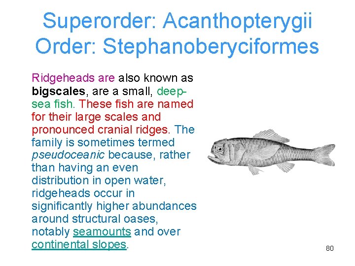 Superorder: Acanthopterygii Order: Stephanoberyciformes Ridgeheads are also known as bigscales, are a small, deepsea