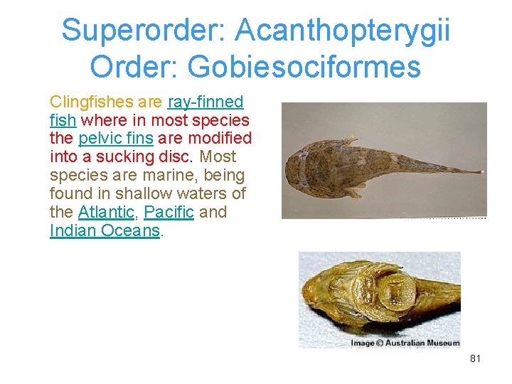 Superorder: Acanthopterygii Order: Gobiesociformes Clingfishes are ray-finned fish where in most species the pelvic
