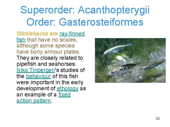 Superorder: Acanthopterygii Order: Gasterosteiformes Sticklebacks are ray-finned fish that have no scales, although some