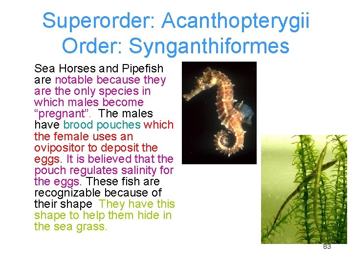 Superorder: Acanthopterygii Order: Synganthiformes Sea Horses and Pipefish are notable because they are the