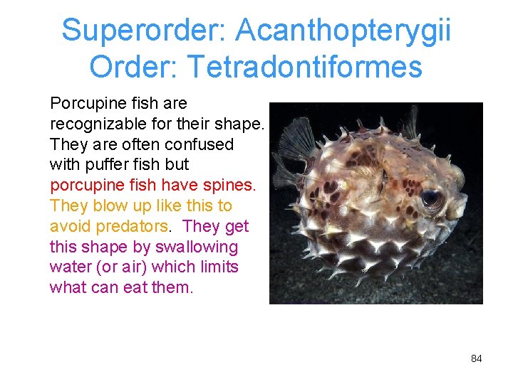 Superorder: Acanthopterygii Order: Tetradontiformes Porcupine fish are recognizable for their shape. They are often