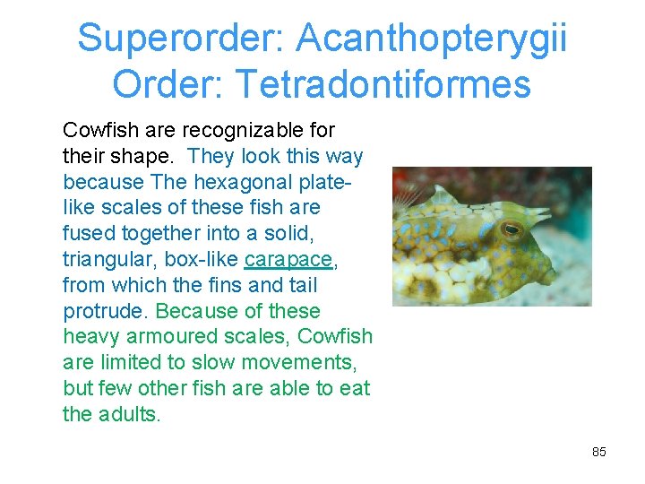 Superorder: Acanthopterygii Order: Tetradontiformes Cowfish are recognizable for their shape. They look this way