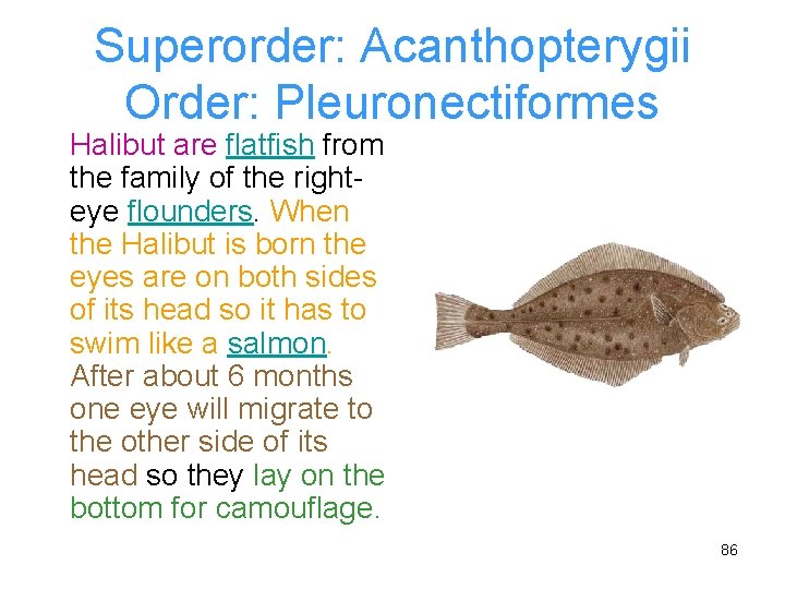 Superorder: Acanthopterygii Order: Pleuronectiformes Halibut are flatfish from the family of the righteye flounders.