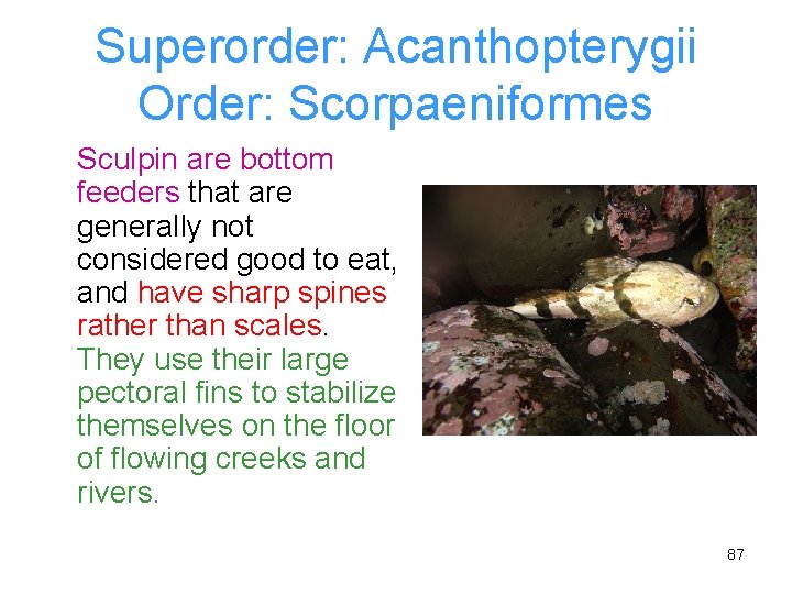 Superorder: Acanthopterygii Order: Scorpaeniformes Sculpin are bottom feeders that are generally not considered good