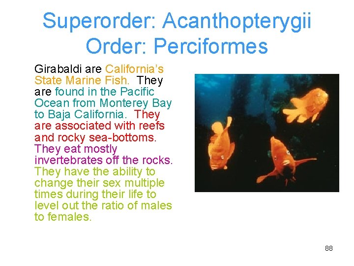 Superorder: Acanthopterygii Order: Perciformes Girabaldi are California’s State Marine Fish. They are found in