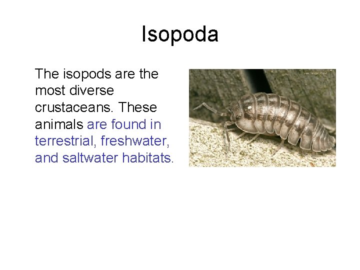 Isopoda The isopods are the most diverse crustaceans. These animals are found in terrestrial,