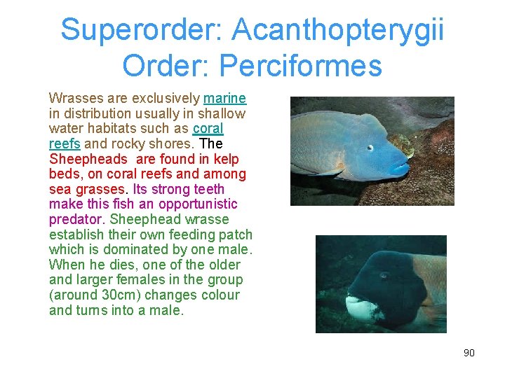 Superorder: Acanthopterygii Order: Perciformes Wrasses are exclusively marine in distribution usually in shallow water