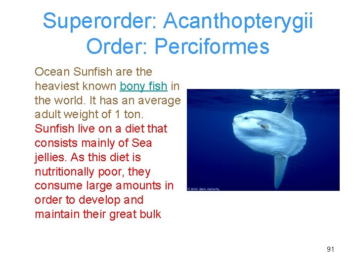 Superorder: Acanthopterygii Order: Perciformes Ocean Sunfish are the heaviest known bony fish in the