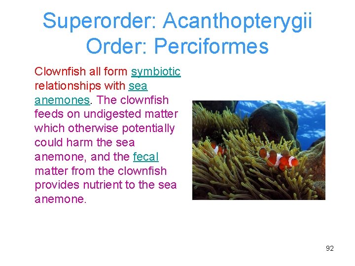 Superorder: Acanthopterygii Order: Perciformes Clownfish all form symbiotic relationships with sea anemones. The clownfish