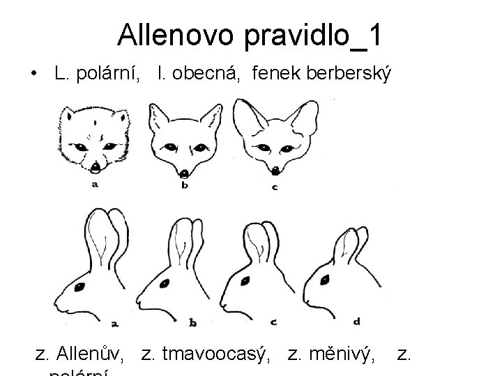 Allenovo pravidlo_1 • L. polární, l. obecná, fenek berberský z. Allenův, z. tmavoocasý, z.