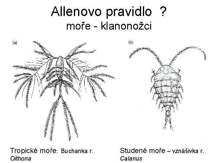 Allenovo pravidlo ? moře - klanonožci Tropické moře: Buchanka r. Studené moře – vznášivka