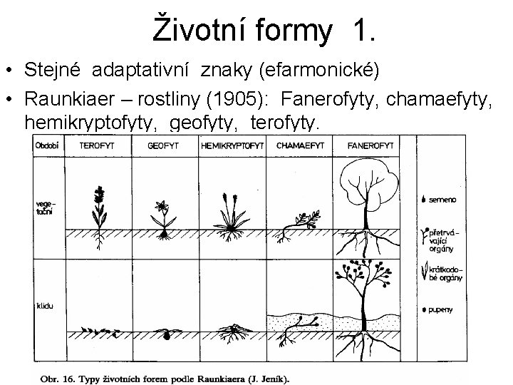 Životní formy 1. • Stejné adaptativní znaky (efarmonické) • Raunkiaer – rostliny (1905): Fanerofyty,