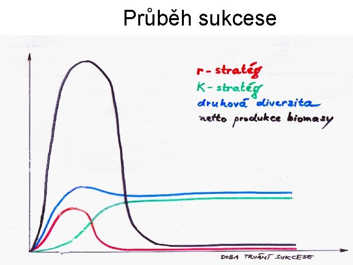 Průběh sukcese 