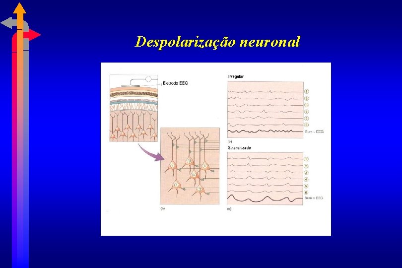 Despolarização neuronal 