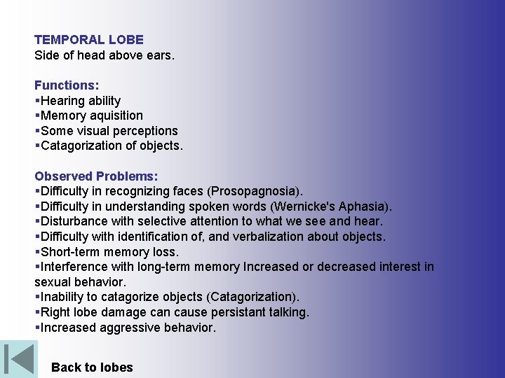 TEMPORAL LOBE Side of head above ears. Functions: §Hearing ability §Memory aquisition §Some visual