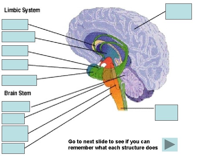 Go to next slide to see if you can remember what each structure does