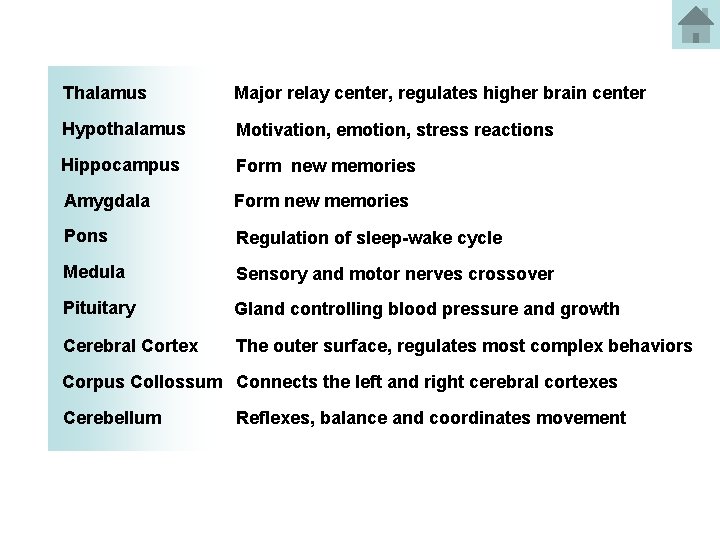 Thalamus Major relay center, regulates higher brain center Hypothalamus Motivation, emotion, stress reactions Hippocampus