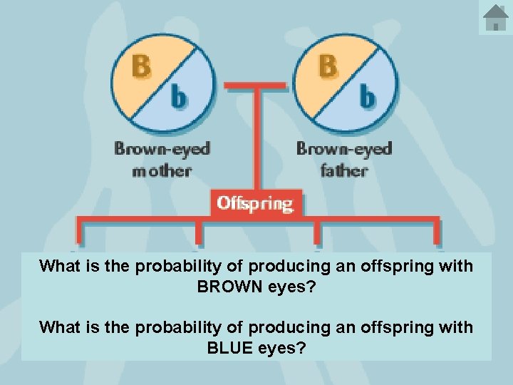 What is the probability of producing an offspring with BROWN eyes? What is the