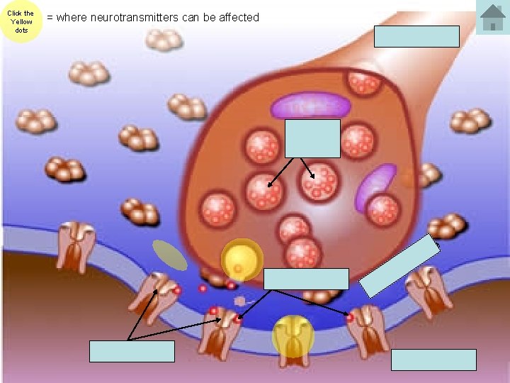 Click the Yellow dots = where neurotransmitters can be affected Axon Terminal Synaptic Vessicles