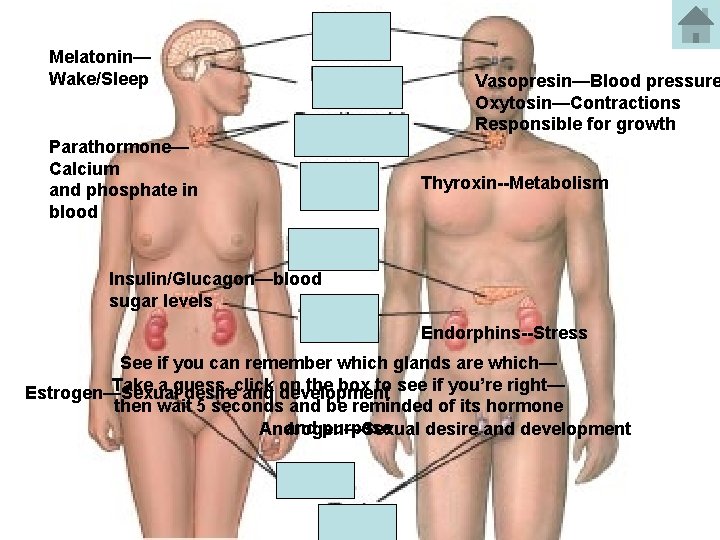 Melatonin— Wake/Sleep Parathormone— Calcium and phosphate in blood Vasopresin—Blood pressure Oxytosin—Contractions Responsible for growth