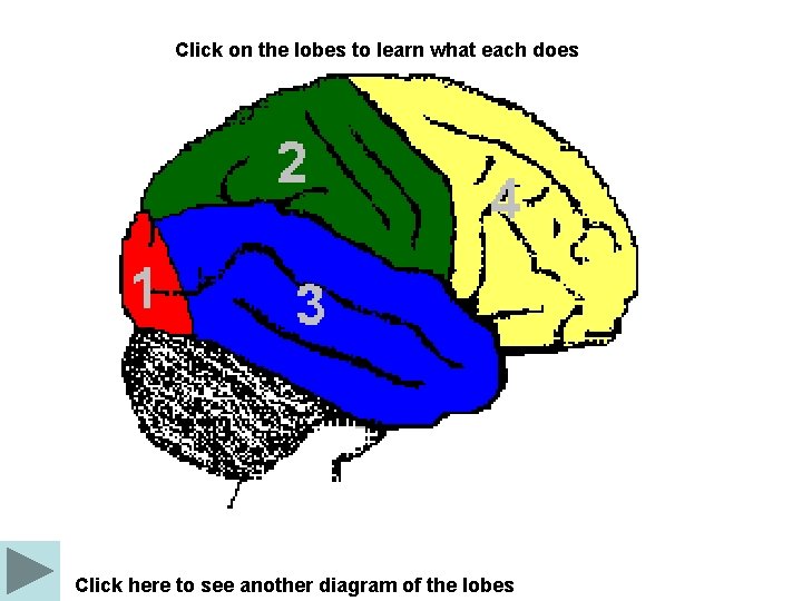 Click on the lobes to learn what each does Click here to see another
