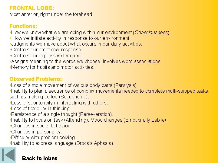 FRONTAL LOBE: Most anterior, right under the forehead. Functions: • How we know what