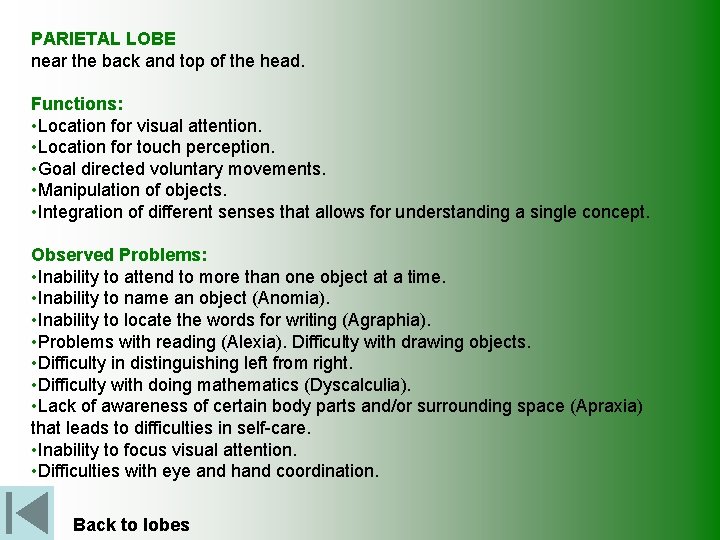 PARIETAL LOBE near the back and top of the head. Functions: • Location for