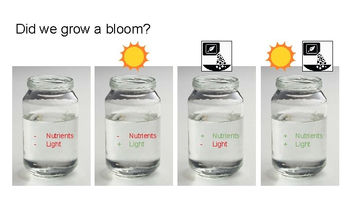 Did we grow a bloom? - Nutrients Light + + Nutrients Light 