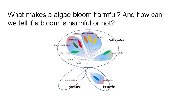 What makes a algae bloom harmful? And how can we tell if a bloom