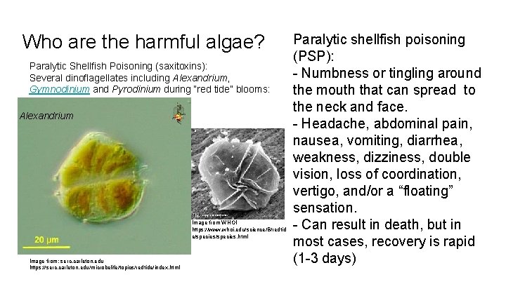 Who are the harmful algae? Paralytic Shellfish Poisoning (saxitoxins): Several dinoflagellates including Alexandrium, Gymnodinium