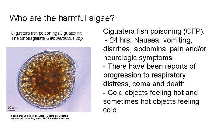 Who are the harmful algae? Ciguatera fish poisoning (Ciguatoxin): The dinoflagellate Gambierdiscus spp Image